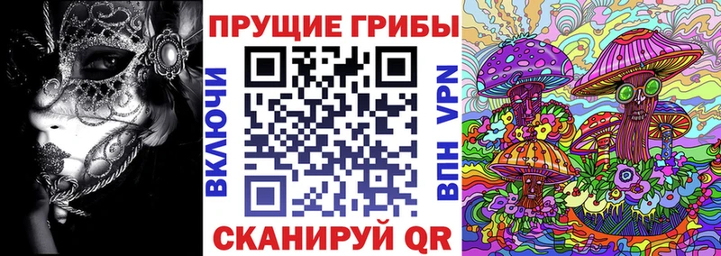 Галлюциногенные грибы Psilocybe  где продают   Куровское 